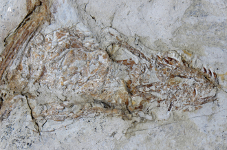 The skull from specimen IVPP V13320 of the gliding carnivorous dinosaur Microraptor: is it a composite? A, the skull of IVPP V13320 under white light conditions shows subtle colour differences in the bone across a break in the rock slab – darker bone proximally and lighter bone distally. B, Under laser light stimulation, the bone fluoresces with the same colour pattern observed under white light conditions (see A) indicating that the colour differences relate to differences in the fossil’s mineral composition. The latter indicates that the skull is a composite specimen, but it is also possible - but less likely - that the pattern observed reflects variability in the conditions under which the animal was deposited and eventually transformed into rock. Scale bar 1 cm.